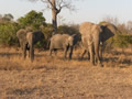 What Are You Staring At?, Sabi Sand Game Reserve, &copy;Cathy Fairgrieve